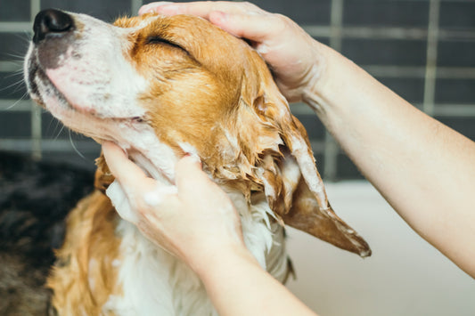 Healthy Treats That Keep Your Dog Happy