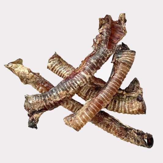 Trachea - 30cm